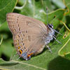 Edwards' Hairstreak