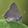 Edwards' Hairstreak