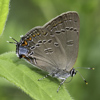 Edwards' Hairstreak