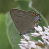 Edwards' Hairstreak