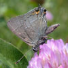Oak Hairstreak