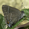 Oak Hairstreak