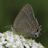 Oak Hairstreak