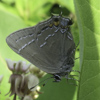 Oak Hairstreak