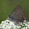 Striped Hairstreak
