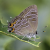 Striped Hairstreak