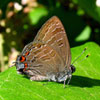 Striped Hairstreak