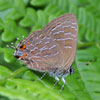 Striped Hairstreak