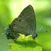 Striped Hairstreak