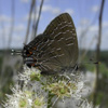 Striped Hairstreak