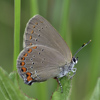 Coral Hairstreak