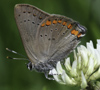 Coral Hairstreak