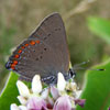 Coral Hairstreak