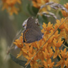 Coral Hairstreak