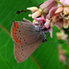 Coral Hairstreak