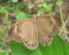 Appalachian Brown