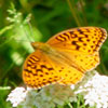 Aphrodite Fritillary