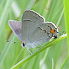 Gray Hairstreak
