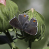 Gray Hairstreak