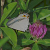Gray Hairstreak