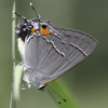 Gray Hairstreak