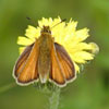 European Skipper