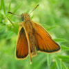 European Skipper