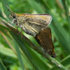 European Skipper