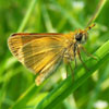 European Skipper