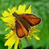 European Skipper