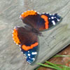 Red Admiral